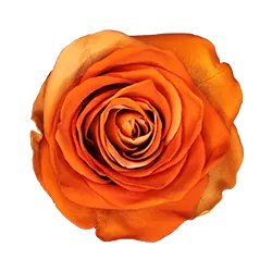 گل رز جاودان نارنجی