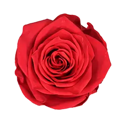 گل رز جاودان قرمز