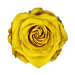 گل رز جاودان زرد