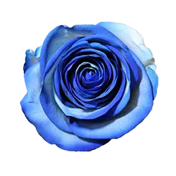 گل رز جاودان آبی