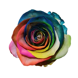 گل رز جاودان هفت رنگ