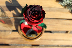 رز جاودان دیو و دلبر قرمز مشکی