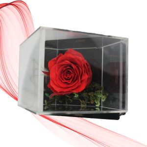 رز جاودان قرمز