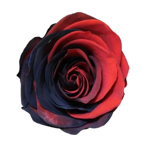 رز جاودان قرمز مشکی